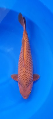 Kamboja Prize