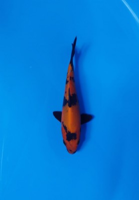 Cempaka Prize