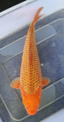 Kamboja Prize