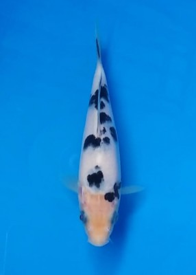 Cempaka Prize