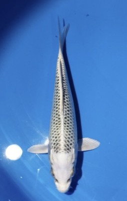 Mini Champion (Kamboja)