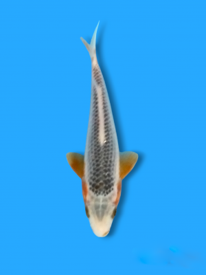 Mini Champion (Cempaka)