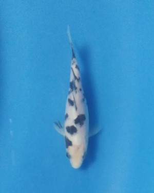 Cempaka Prize