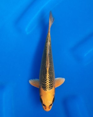 Kamboja Prize