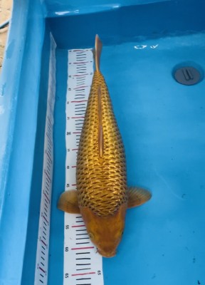 Grand Champion (Kamboja)