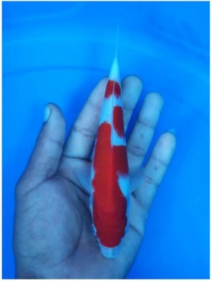 Juara V