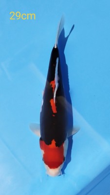 Anggrek Prize