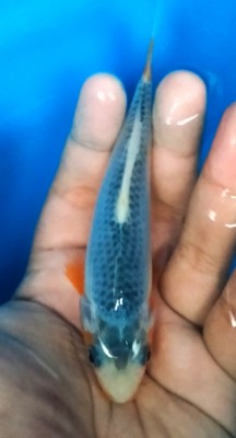 Mini Champion (Cempaka)