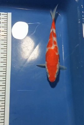 Juara IV
