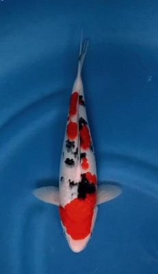 Junior Champion (Gosanke)