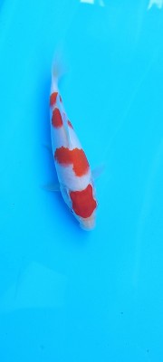 Juara II