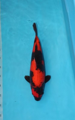 Cempaka Prize