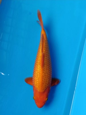 Grand Champion (Kamboja)
