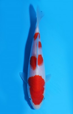 Juara I