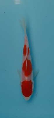Juara III
