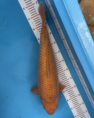 Kamboja Prize