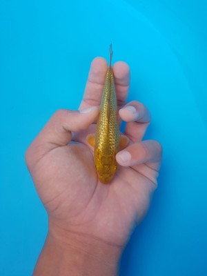 Kamboja Prize