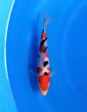 Baby Champion (Gosanke)