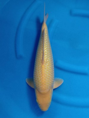 Grand Champion (Kamboja)