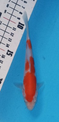 Juara VII