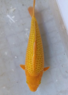 Kamboja Prize