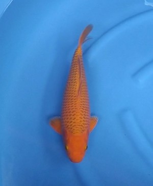 Junior Champion (Kamboja)