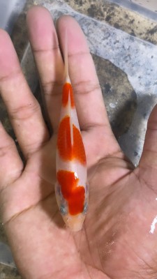 Juara 5