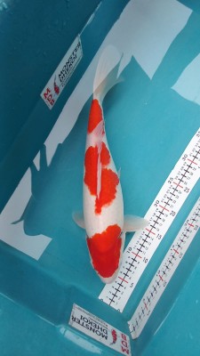 Juara III