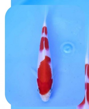 Juara VI