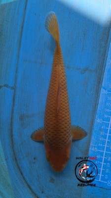 Kamboja Prize
