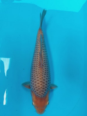 Junior Champion (Kamboja)