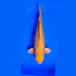 Adult Champion (Kamboja)
