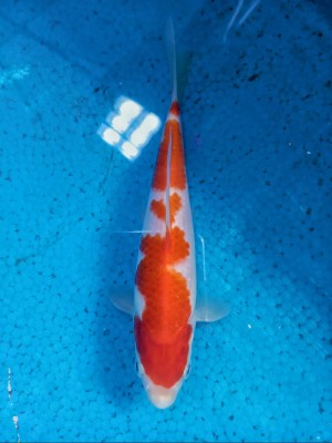 Juara VI