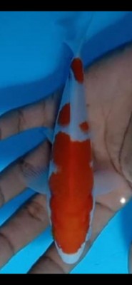 Juara IV