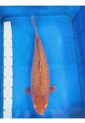 Young Champion (Kamboja)