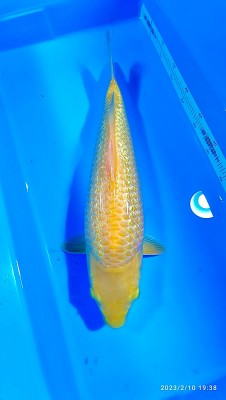 Kamboja Prize