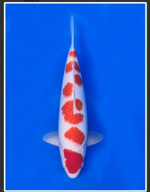 Juara II