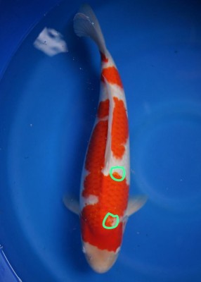 Juara III