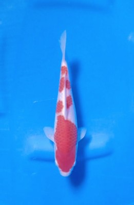 Juara III