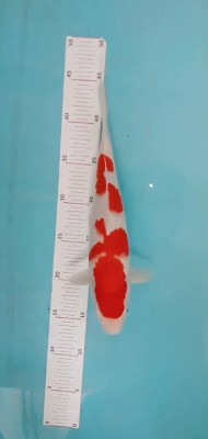 Juara 4