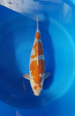Grand Champion (Anggrek)