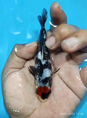 Super Mini Champion (Anggrek)