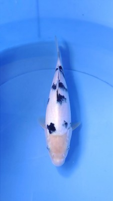 Cempaka Prize