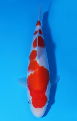 Juara IV