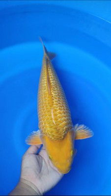 Junior Champion (Kamboja)