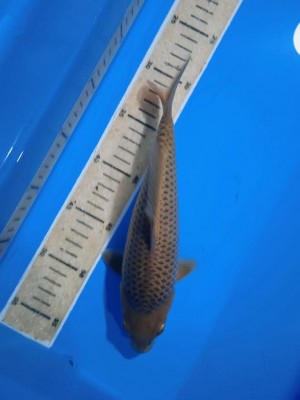 Kamboja Prize