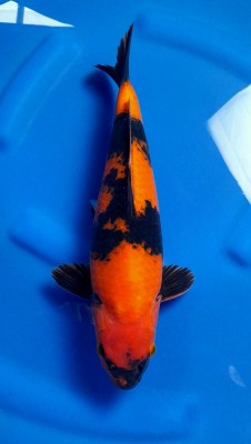 Cempaka Prize