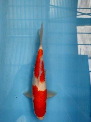 Juara II