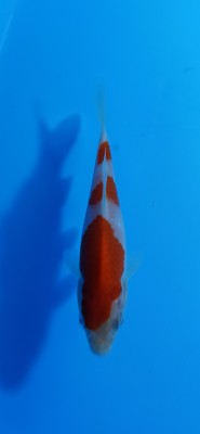 Juara IV