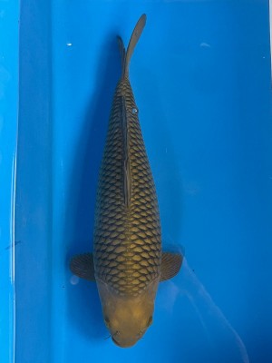 Kamboja Prize
